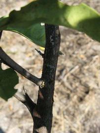              Second - third year twig (Winter Haven, FL)       