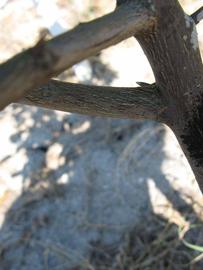              Second - third year twig (Winter Haven, FL)       