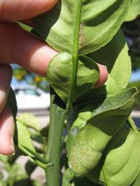              Petiole (Winter Haven, FL)       