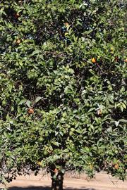            Habit (Riverside, CA)   