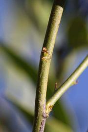            First year twig (Riverside, CA)   