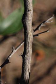              Second - third year twig (Riverside, CA)       