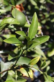              Sun leaves (Riverside, CA)       