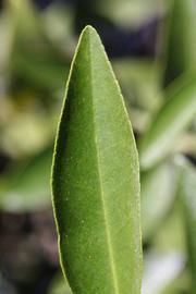              Margin (Riverside, CA)       