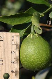            Immature fruit (Riverside, CA)   