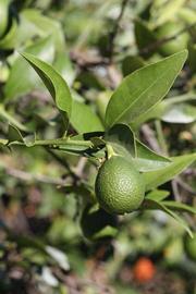              Sun leaves (Riverside, CA)       