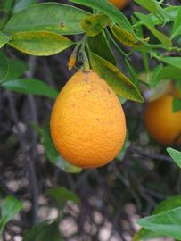            Fruit (Riverside, CA)   