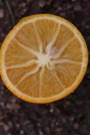            Fruit cross-section (Riverside, CA)   