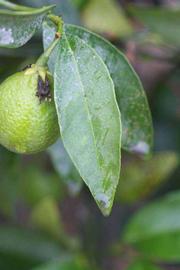              Unifoliolate leaf (Riverside, CA)       