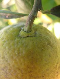            Fruit (Winter Haven, FL)   