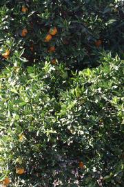              Habit (Riverside, CA)       