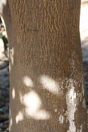              Bark (Riverside, CA)       