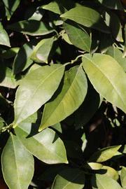            Sun leaves (Riverside, CA)   