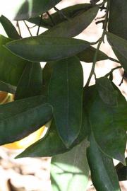            Shade leaves (Riverside, CA)   