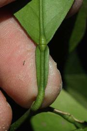              Petiole (Riverside, CA)       