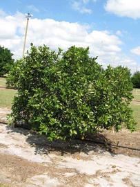            Habit (Winter Haven, FL)   