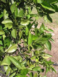              Sun leaves (Winter Haven, FL)       