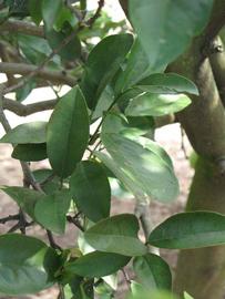              Shade leaves (Winter Haven, FL)       
