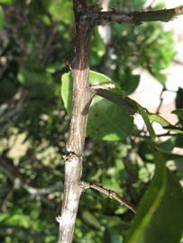              Second - third year twig (Winter Haven, FL)       