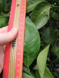              Unifoliolate leaf (Winter Haven, FL)       