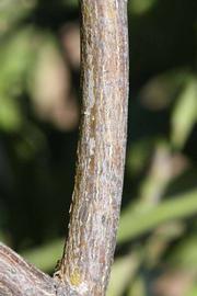              Second - third year twig (Riverside, CA)       