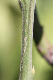            First year twig (Riverside, CA)   