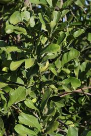              Sun leaves (Riverside, CA)       