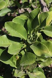              Sun leaves (Riverside, CA)       