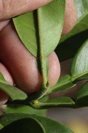              Petiole (Riverside, CA)       