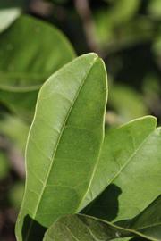              Unifoliolate leaf (Riverside, CA)       