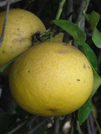            Fruit (Riverside, CA)   