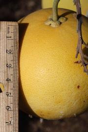            Fruit (Riverside, CA)   