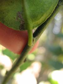              Petiole (Thornless Key lime, Winter Haven, FL)       