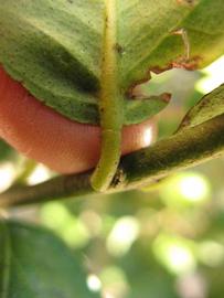              Petiole (Thornless Key lime, Winter Haven, FL)       
