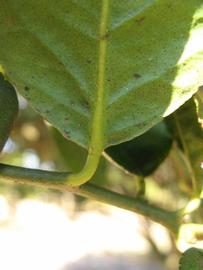              Petiole (Thornless Key lime, Winter Haven, FL)       