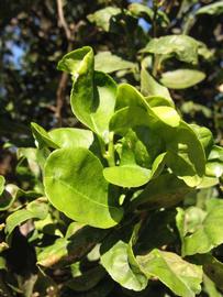            Sun leaves (Thornless Key lime, Winter Haven, FL)   