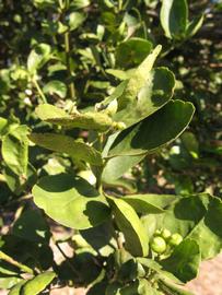            Sun leaves (Thornless Key lime, Winter Haven, FL)   
