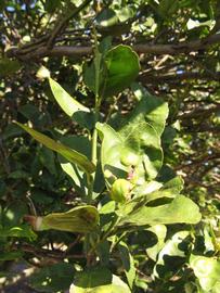            Sun leaves (Thornless Key lime, Winter Haven, FL)   