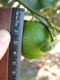            Immature fruit (Thornless Key lime, Winter Haven, FL)   