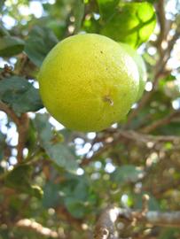            Fruit (Thornless Key lime, Winter Haven, FL)   