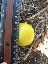            Fruit (Thornless Key lime, Winter Haven, FL)   