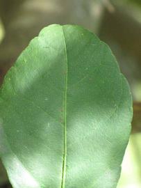            Margin (Thornless Key lime, Winter Haven, FL)   