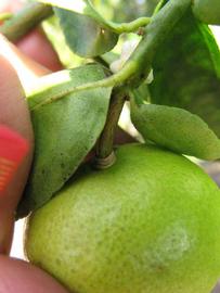            Fruit (Thornless Key lime, Winter Haven, FL)   