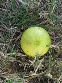            Fruit (Thornless Key lime, Winter Haven, FL)   