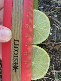            Fruit cross-section (Thornless Key lime, Winter Haven, FL)   