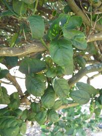            Shade leaves (Thornless Key lime, Winter Haven, FL)   
