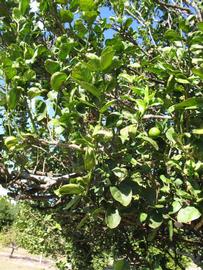            Sun leaves (Thornless Key lime, Winter Haven, FL)   