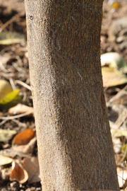            Bark (Thornless Mexican lime, Riverside, CA)   