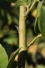            Second - third year twig (Thornless Mexican lime, Riverside,   CA)   