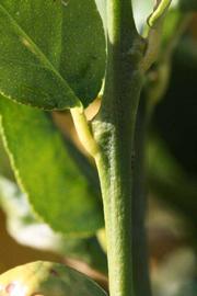            First year twig (Thornless Mexican lime, Riverside, CA)   
